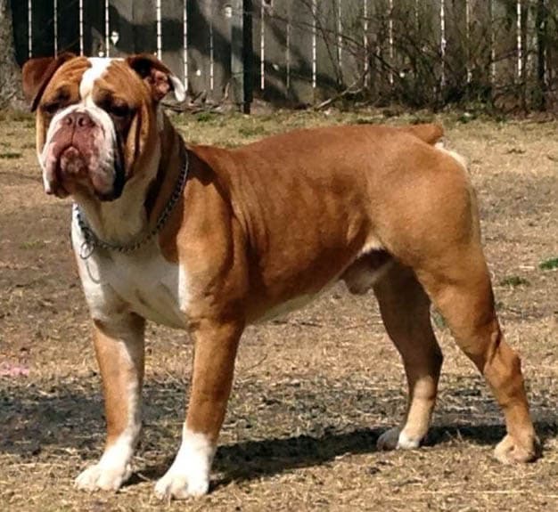 Beefy Bulldogges' Foreman @ Highline Bullys