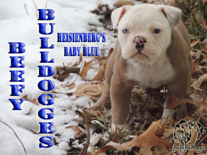 Beefy Bulldogges' Heisenberg's Baby Blue