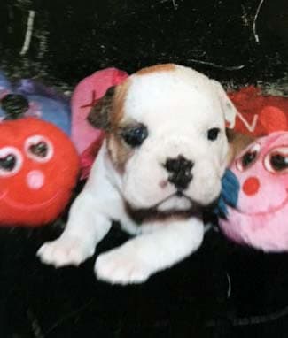 Beefy Bulldogges' Ozborne Leopoldo Burnett