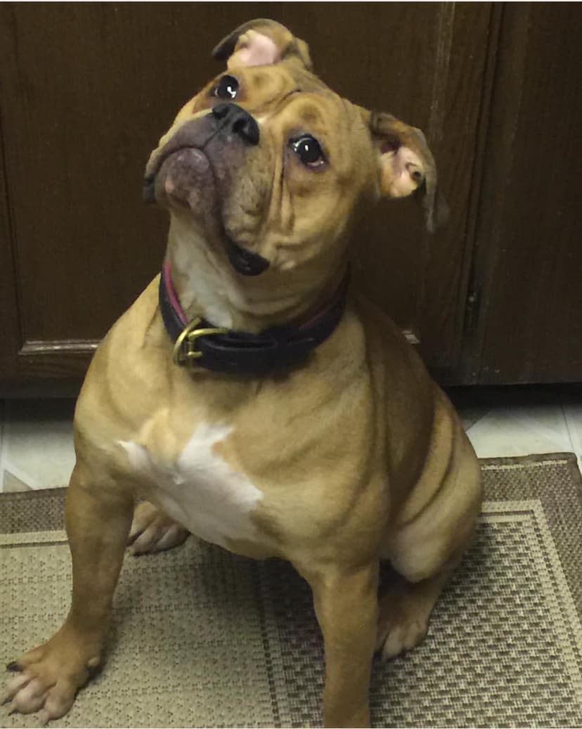 Bella Diamond Snead