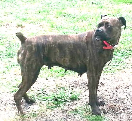 Belle Starr of DBK's Bullys