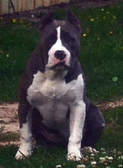 Bennett's Queen Juno