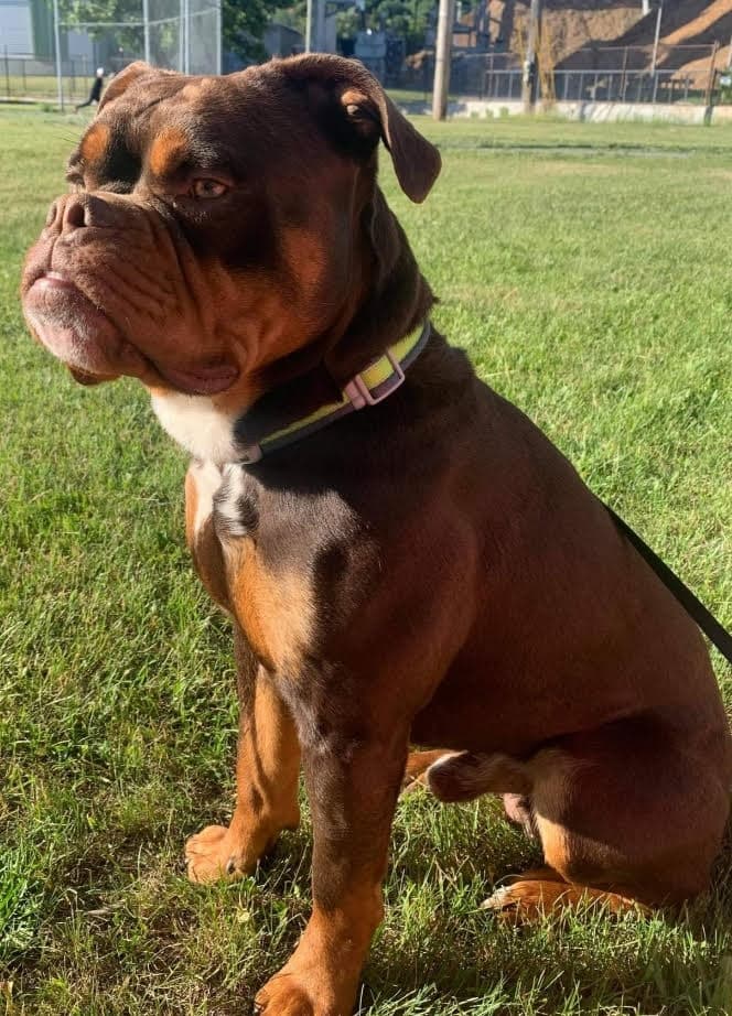 Berlin Bullies Bruno Emerson