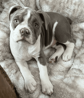 Berlin Bullies Moranco's Dozer