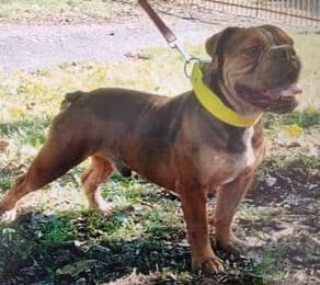 Caribbean Bulldog's Bolo