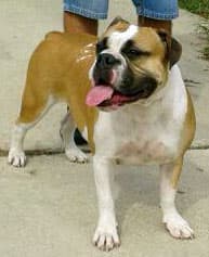 Bullistic's Princess Nadia