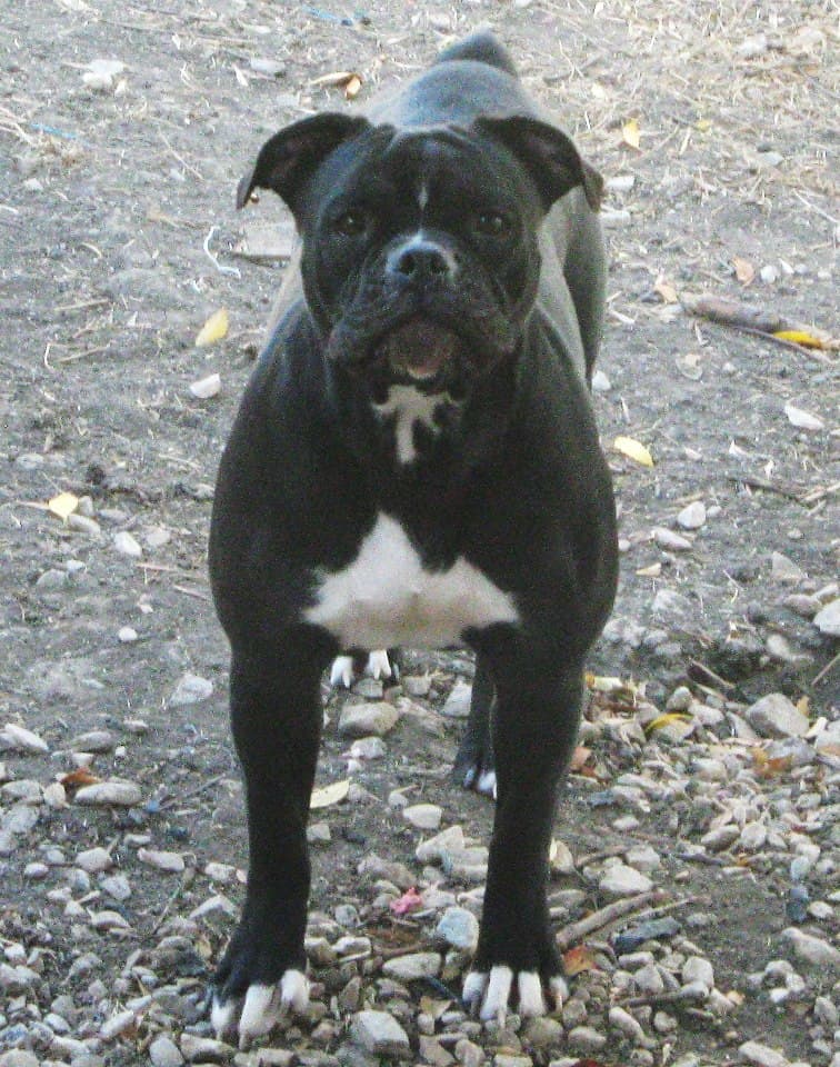Bullking's Miss Makita 2011