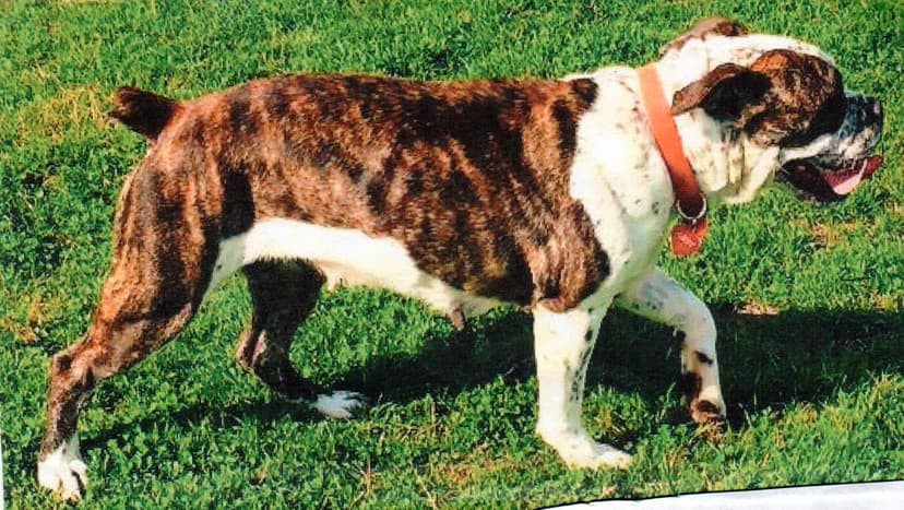 Bullnanza Bulldogges' Abigail