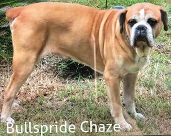 Bullspride Chaze