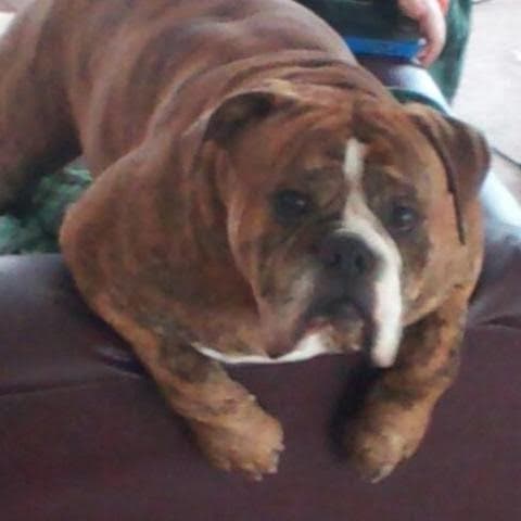 Bullydawgs King Killer Kane