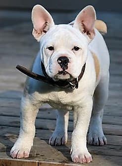 Bully Rascalz Armata
