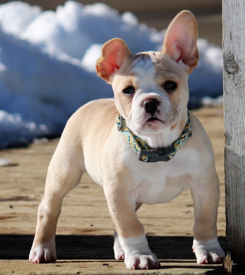 Bully Rascalz Hazard