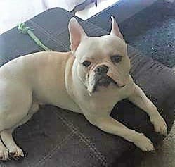 Bully Rascalz Oliver