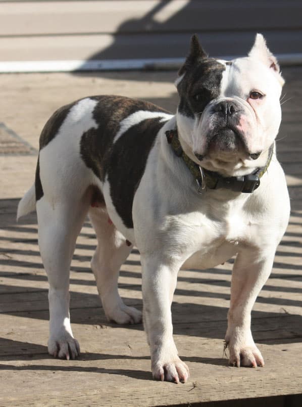 Bully Rascalz Taboo