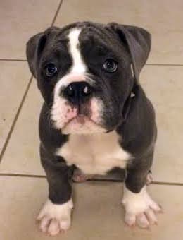 C2CBK's Blu Magoo Hayes