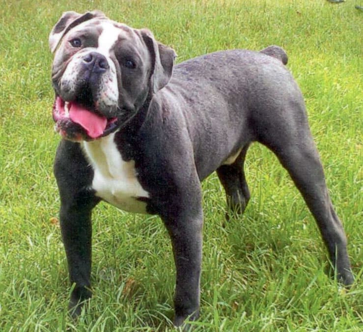 Cambulls' Ron Jeremy