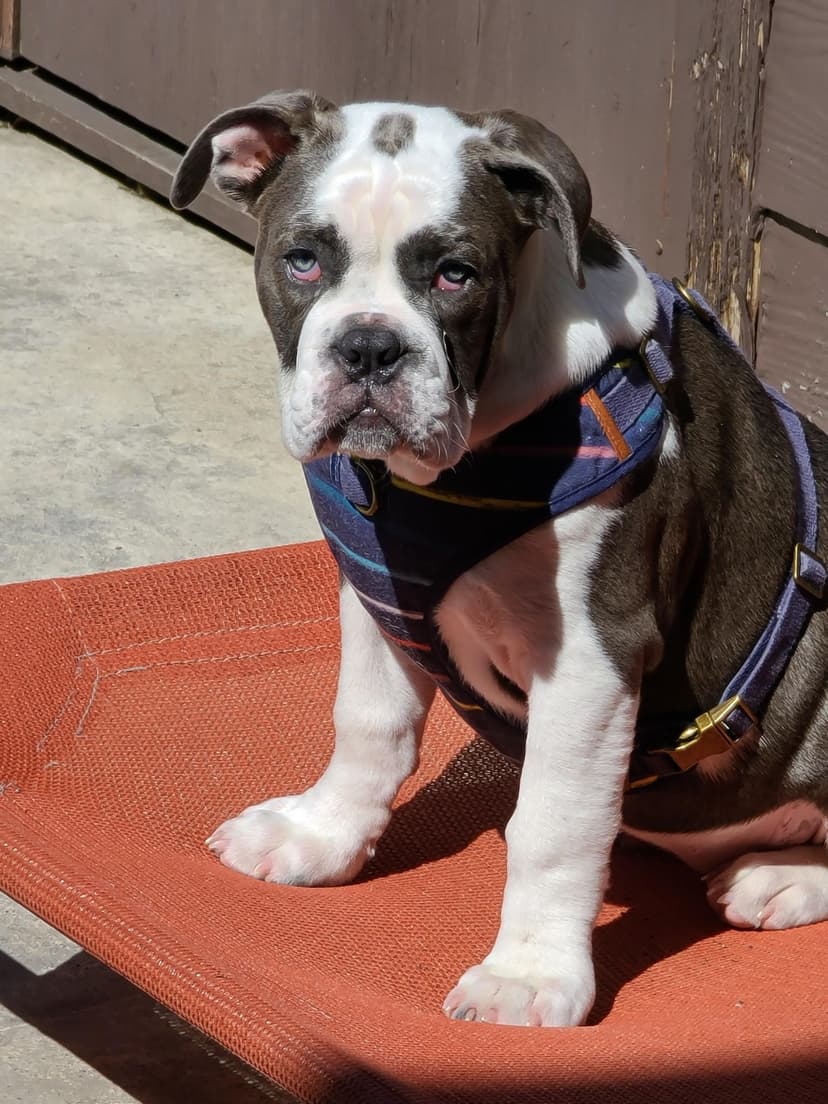 Camden Day Kennels' Dolly Blu