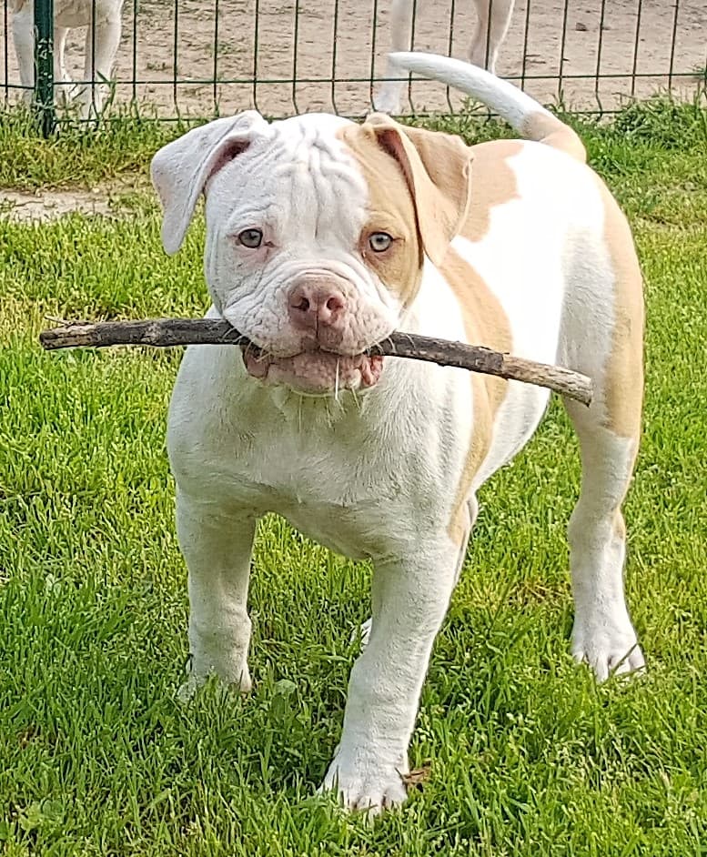 Canon Ball Ozzy des Lices