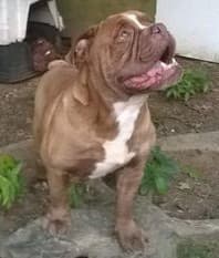 Caribbean Bulldog's Rocky