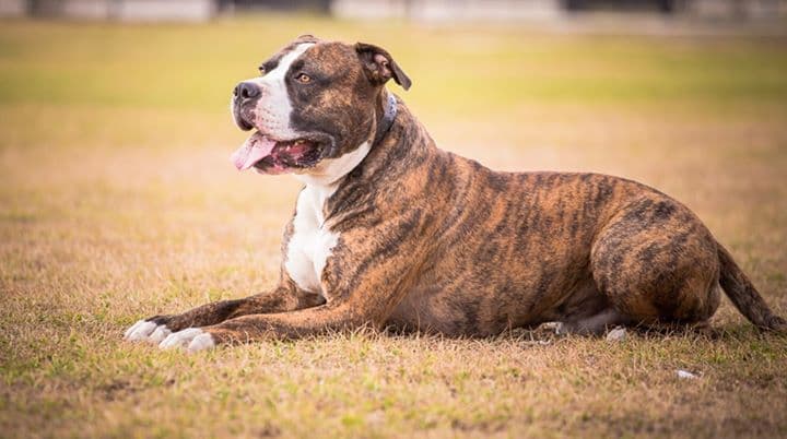 Chance a Million of DC Kennel