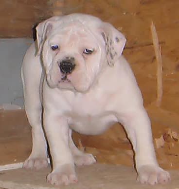 Chardbes' Boris