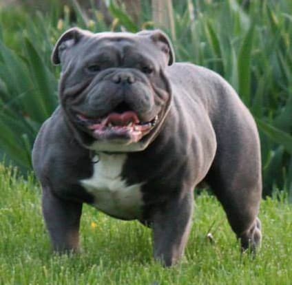 Cherokee Bullies' King Maximus