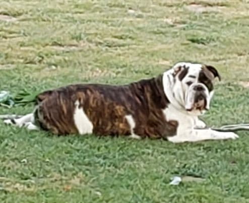 Clearbrook's Addison