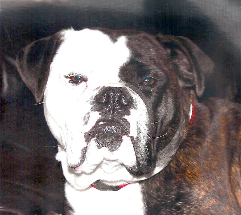Clearbrook's Kalie