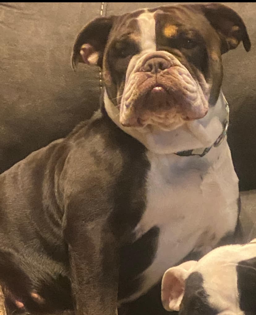 Clearbrook's Maggie Mae