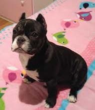 Coastline Bullies Miss Roxy B