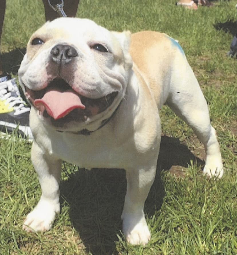 Coastline Bullies Puppy A6