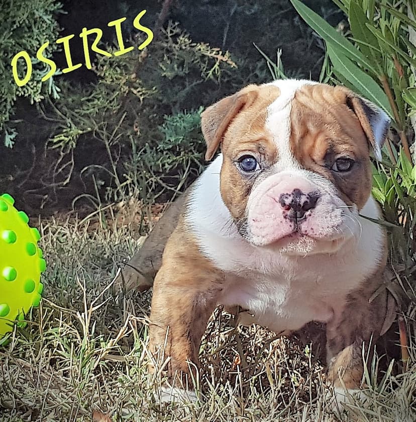 des Lices Osiris