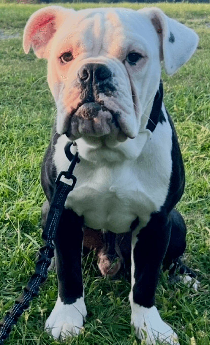 TBK's Puppy 2F4