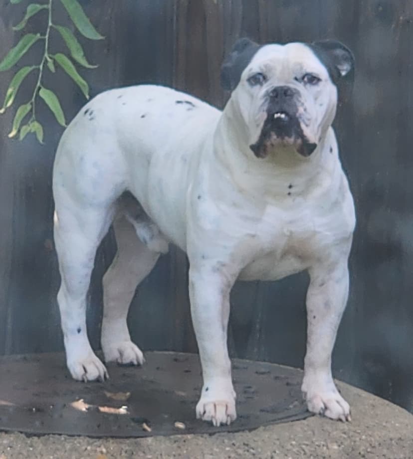 TBK's Puppy 2F2