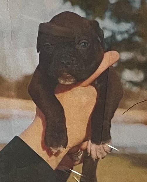 Canon Ball Dynasty Puppy G8