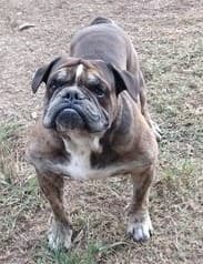 Caribbean Bulldog's Greyskull