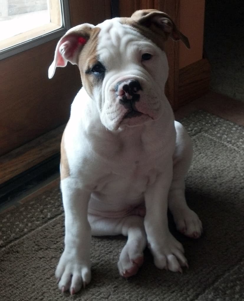 Holland's Zeuseus Maximus