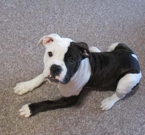 Houlegan's Duchess Freya Gnawsberg