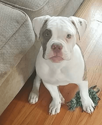 Houle's Gus Pouget