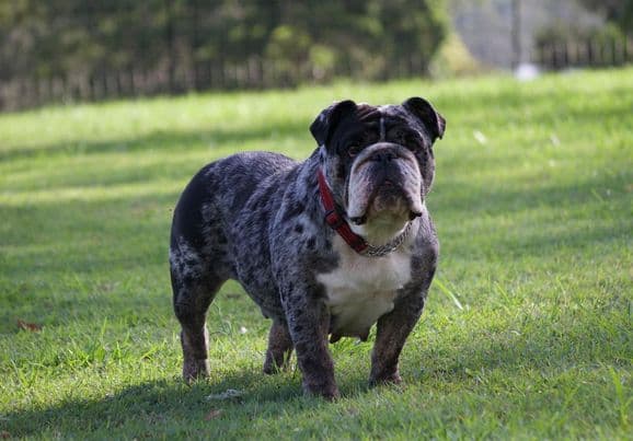 Hypablue Miss Dorris