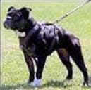 Ironbulls Luzy