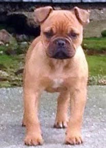 Irresistible Kennels' Bella