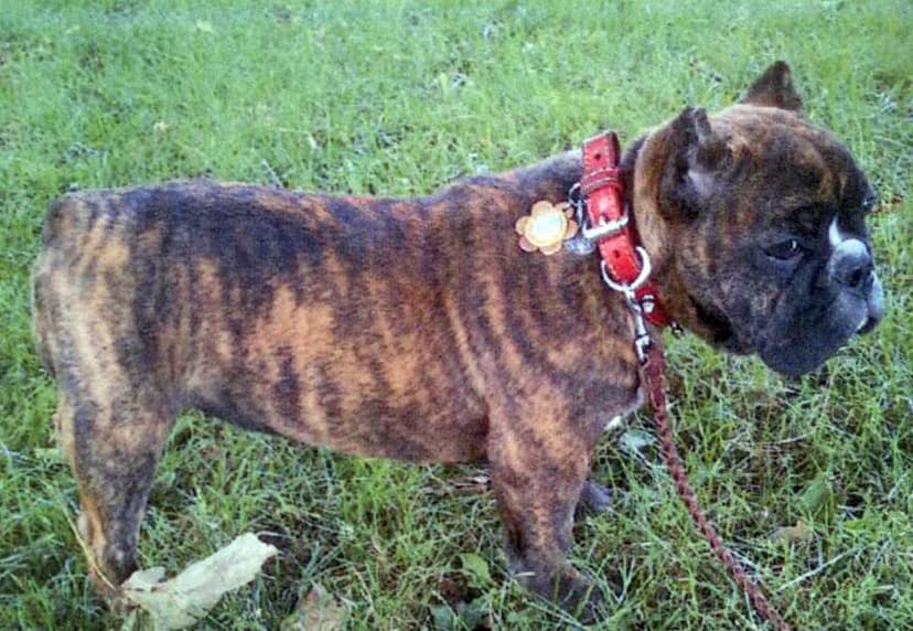 Irresistible Kennels' Gracie