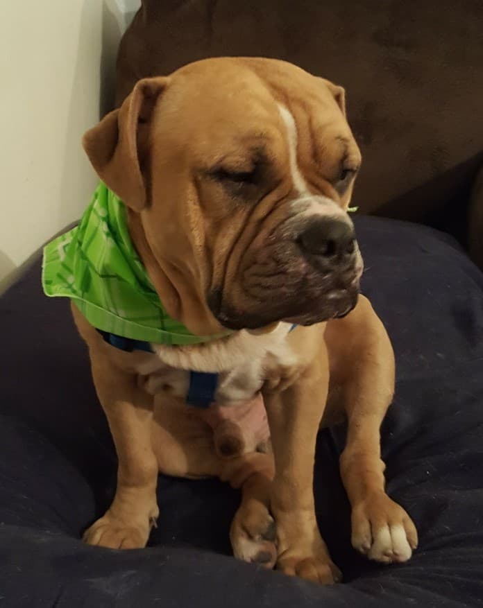 Jimenez' Opie