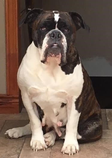 KC Bulldogges' Roxy
