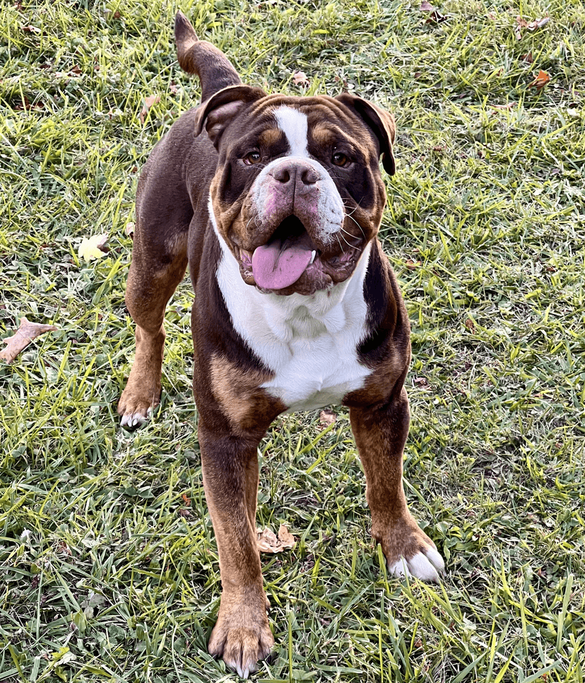 KC Eurobullz George