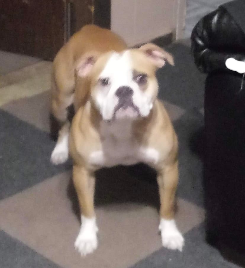Kennedy's Nala