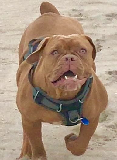 Keystone's Zoey @ Brooklyn's Best Bulldogges