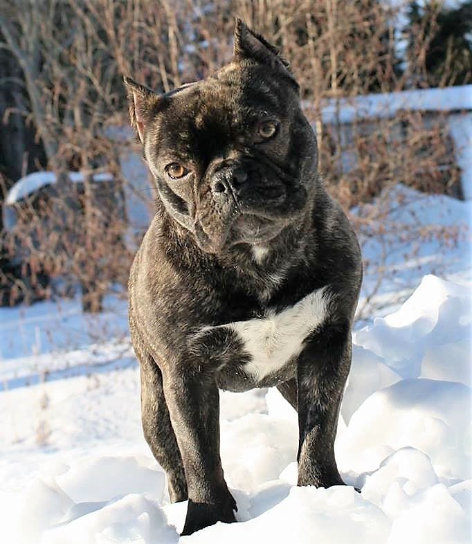 Kinetic Bullies' Biological Hazard