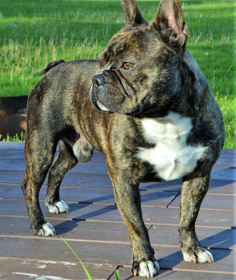 Kinetic Bullies' Essential Element